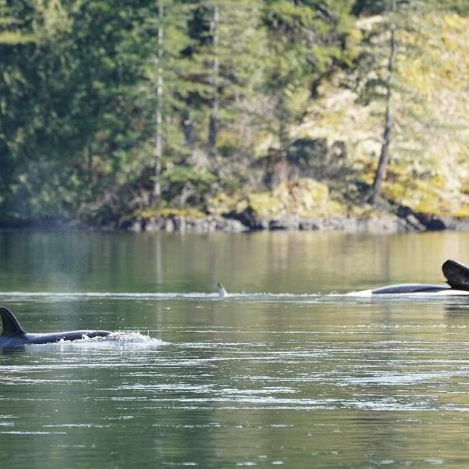 B.C. orca calf rescue team considers changing tactics to save stranded whale: DFO